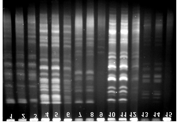 yine DNA bant profillerinin kontrol gruptan farkl olmad görülmektedir. S. aureus ve P.