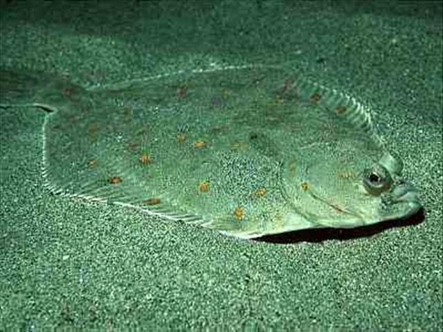 Pisi balığı Bir tabağı andıran vücut yapısı ile Akdeniz ve Ege sularında bulunur. Üreme mevsimi Mayıs-Ağustos arasıdır.