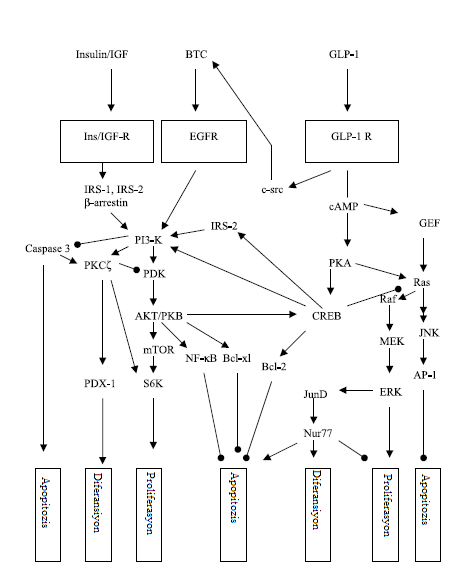 modellerinde Pdx-1 expresyonunu artırdığı görülmüştür. Pdx-1, GLP-1 e cevap olarak salınan insülinin ekspresyonunu düzenlemektedir.
