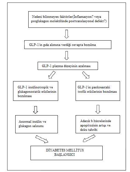 yapılan grupta tokluk kan şekeri normoglisemik aralıkta tutulurken salin infüzyonu yapılan grupta tokluk hiperglisemisi devam etmiştir. 10 Şekil 5. Diyabet gelişiminde GLP-1 in rolü 2.