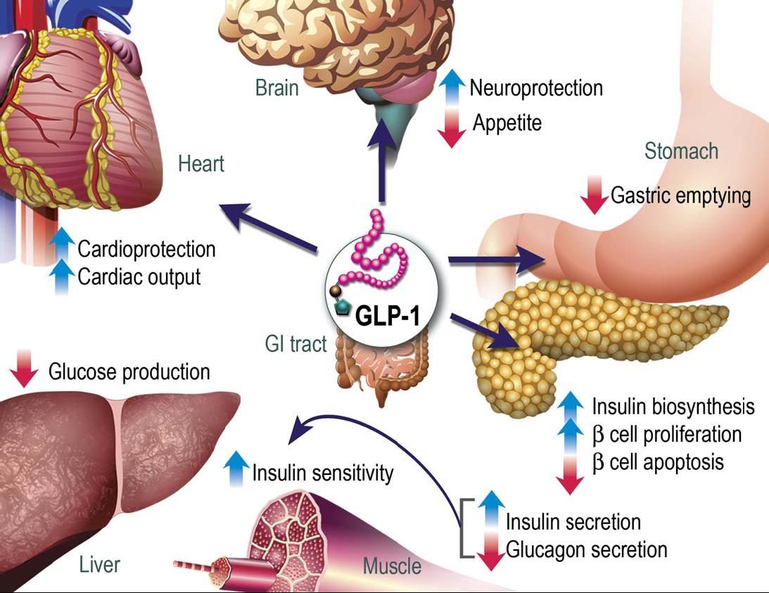 GLP-1 Gastrik boşalmayı geciktirirler Glukagon salınımını baskılarlar Glukoza bağlı insülin salınımı yaparlar Tokluk