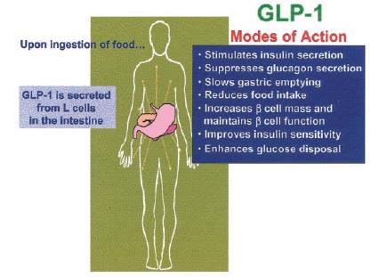 GLP-1 etkileri