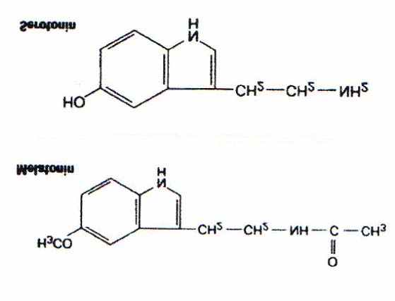 Şekil 2.2. Melatonin ve Serotonin Pineal bezin salgıladığı başlıca ürünler Tablo 2.1 