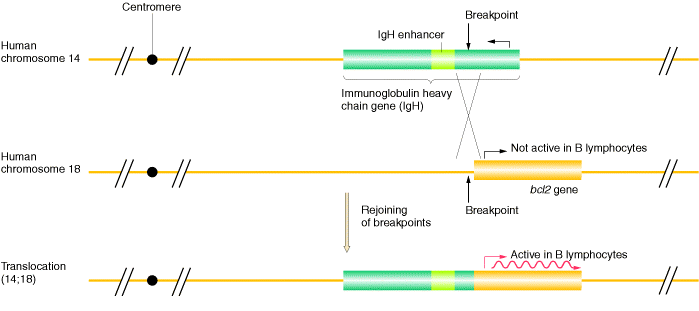 t (14;18) Gen