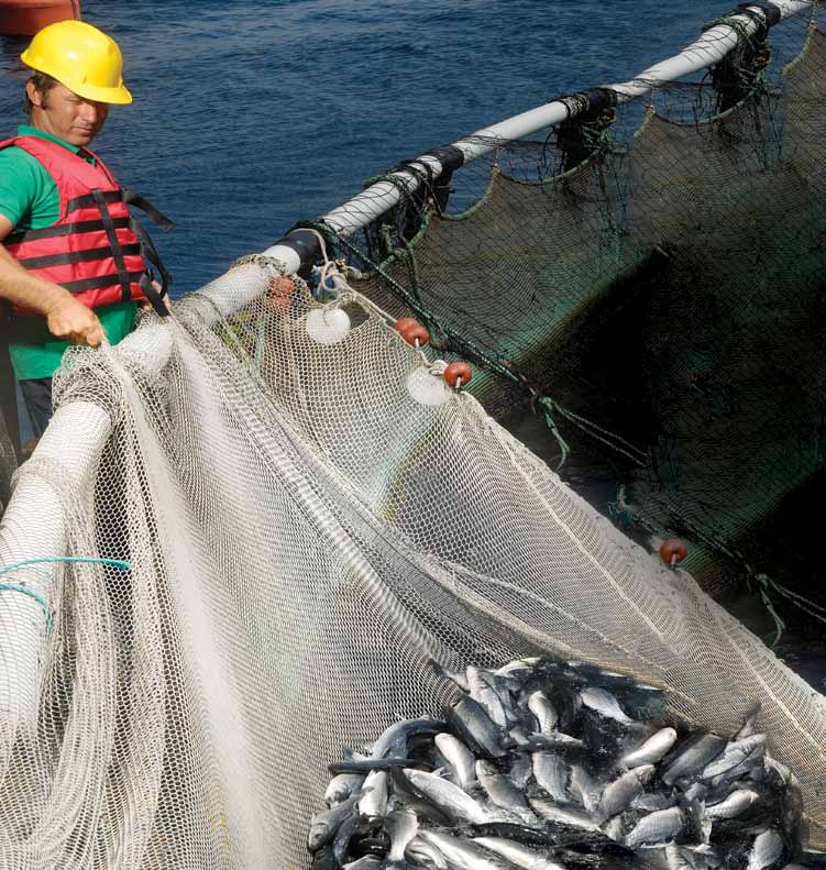 Üretimin tüm aşamalarında izlenebilirlik uygularken tüketiciler için en uygun fiyatlı, kaliteli ve doğal balık üretmeyi amaçlıyor; gelecek