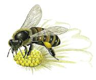 Tarım Öğrenci Bilgi Sayfası Arı Türleri Dünyada birbirinden çok farklı özellikleri olan 5.000 den fazla arı türü bulunur.