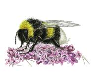 Bal arısı Eşek arısı Sarıca arı Gövdesi, şerit hâlinde Gövdesi, şerit hâlinde Gövdesi, şerit hâlinde sarı-kahverengi ve sarı ve siyah renkli sarı-kahverengi ve siyah renkli kısa uzun tüylerle