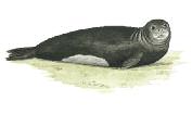 Biyolojik Çeşitlilik Öğrenci bilgi sayfası Türkiye de Soyu Tükenme Tehlikesinde Olan Türler Deniz kaplumbağaları (Caretta caretta) Deniz kaplumbağaları denizlerde yaşar, yumurtalarını geceleri