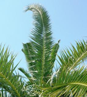 sıra halindeki palmiye ağaçları için ise 1 km de bir feromon tuzak asılır.