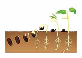 Büyük tohumların (3-10 mm) ekimi açılan çizgilere elle yapılabilir. Daha büyük tohumların ekimi, özel aletlerle açılan çukurlara olur.