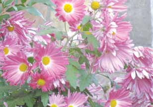 dallanma, çiçek açma, boğum aralarının uzunluğu, renk pigmentlerinin oluşumu, kök gelişimi gibi olayları gün uzunluğu değişiminden etkilenir. Örneğin kasımpatılar (Chrysanthemum sp.
