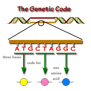 Genetik kodun özellikleri 3. Şifre özgündür.