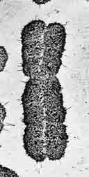 Mikrotübül Sentrozom Sentriyol çifti Sentriyoller Sentrozom hayvan hücrelerinde iğ ipliklerinin oluşmasını sağlar.
