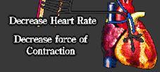 kasları) Kalp hızı ve debi volumu Peristaltik hareketler (GIS