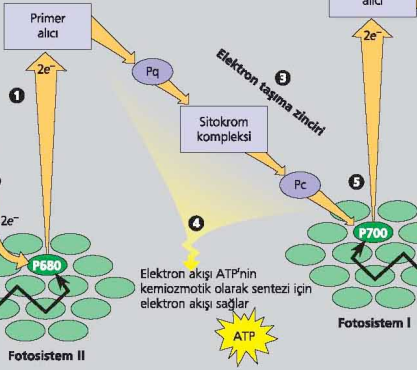 Devirsel olmayan elektron akışı Primer alıcı tarafından P680ʼ den alınan elektron, plastokinon (Pq) sitokrom kompleksi ve plastosiyanin (Pc) üzerinden fotosistem Iʼ e aktarılır.
