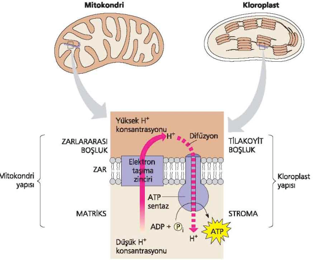 Kloroplast ve mitokondrideki kemiozmozisin karşılaştırılması Her iki tip organelde de, elektron taşıma zincirleri, protonları düşük H + konsantrasyonlu bölgeden yüksek konsantrasyonlu bölgeye
