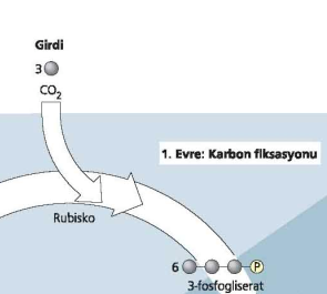 1. Evre: Karbon fiksasyonu Bu evrede, CO 2 molekülü, ribuloz bifosfat (RuBP) olarak bilinen beş karbonlu bir şekere katılır.