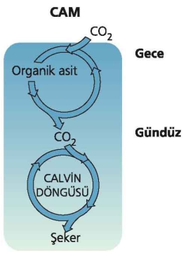 CAM fotosentez mekanizması Bu tür bitkiler geceleri açık stomalardan CO 2 alırlar ve onu bir dizi organik aside dönüştürürler.