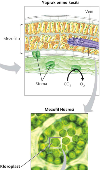 Fotosentezin gerçekleştiği yerler Tipik bir mezofil hücresi yaklaşık 30-40