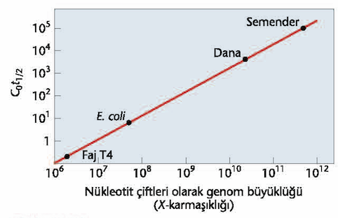 Büyük genomda reasiasyon karşılaştırması Daha büyük genomlarda, reasosiyasyon düşük hızda