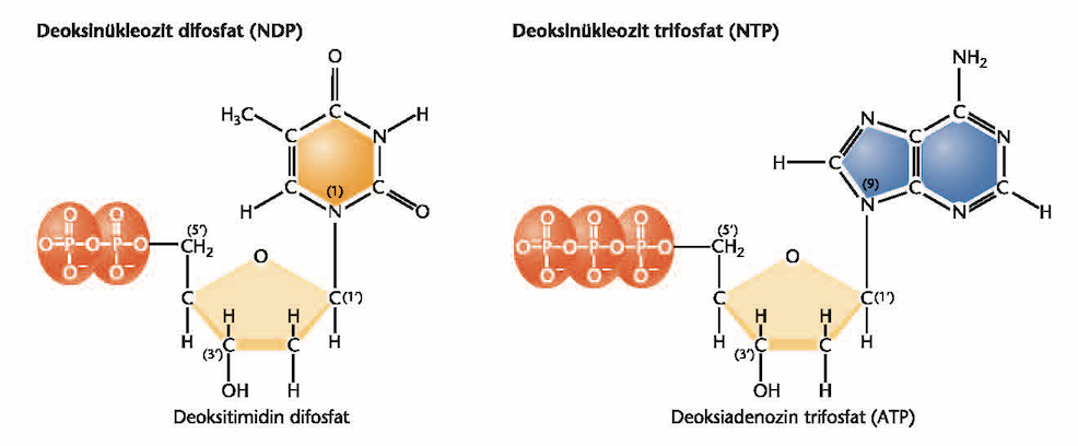 Di-fosfatlar ve tri-fosfatlar Ø Ø Nükleotidler, nükleozid monofosfat (NMP) olarak da tanımlanırlar.