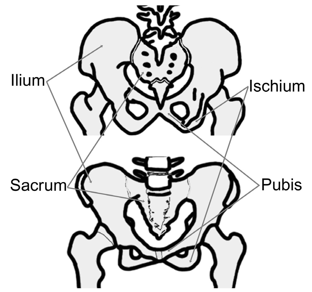 Alt extremite kemikleri üst extremiteye uygun olarak sınıflandırılmıştır. Alt extremite kemikleri iki kalça kemiği ile omurganın kuyruk sokumu kemiği arasında oluşan pelvis (leğen kavşağı) ile başlar.