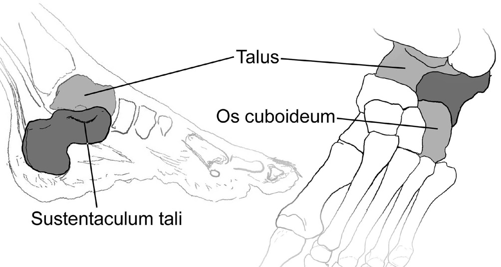 10 Calcaneus (topuk kemiği) Calcaneus; tarsal kemiklerin en büyüğüdür ve yerle temas eden tek tarsal kemiktir.