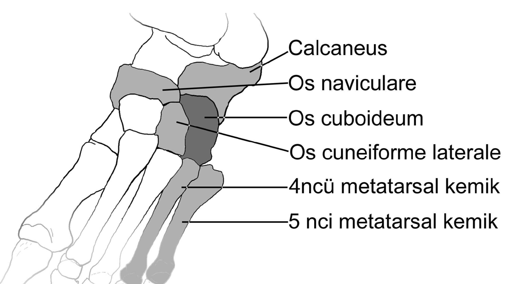 11 Os cuboideum Os cuboideum; Ön yüzü 4 ncü ve 5 nci metatarsal kemikle eklem yapar.