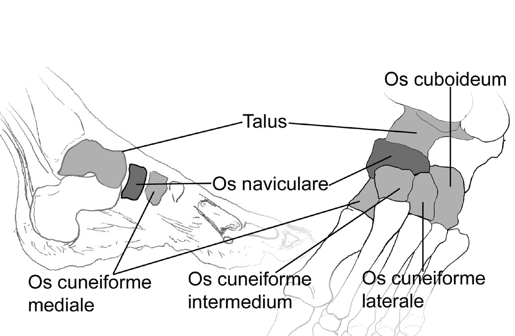 Os naviculare Os naviculare; konkav olan arka yüzü talus başıyla, distal yüzeyi üç kuneiform kemikle,