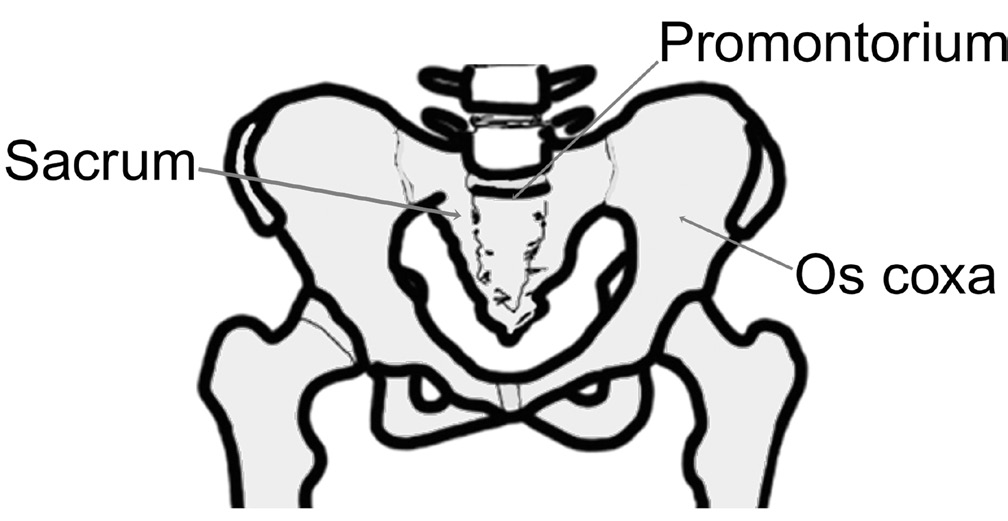 Pelvis (leğen kavşağı); tam bir halka oluşturur. Her iki kalça kemiği, önde, symphisis pubis (çatı kemikleri birleşme yeri) olan az oynar bir eklemde birleşir.