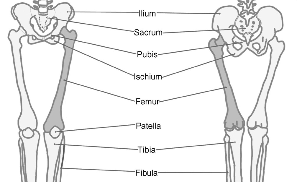 4 ALT EKSTREMİTE SERBEST BÖLÜMÜNÜN KEMİKLERİ Femur un yerleşimi Femur (uyluk kemiği); iskeletin en uzun, en güçlü ve en ağır kemiğidir. Üst ucu os coxa (kalça kemiği) ile eklemleşir.
