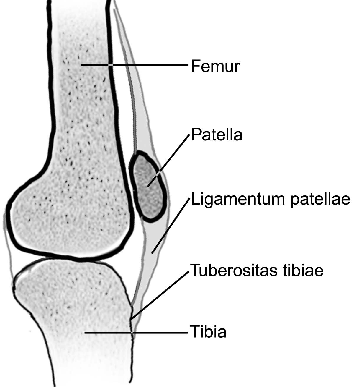6 Patella (diz kapağı kemiği); iskeletteki en büyük sesamoid (susam şekline benzeyen) kemiktir. Diz kapağı kemiğinin kol iskeletinde bir karşılığı yoktur.