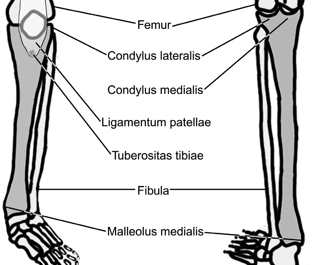 Bacak kemikleri; bacağın alt bölümündeki iki uzun ve paralel kemiğe verilen isimdir. Tibia (kaval kemiği), bedenin orta çizgisi yakınında; fibula (kamış kemik) ise bu çizginin dışında yer alır.