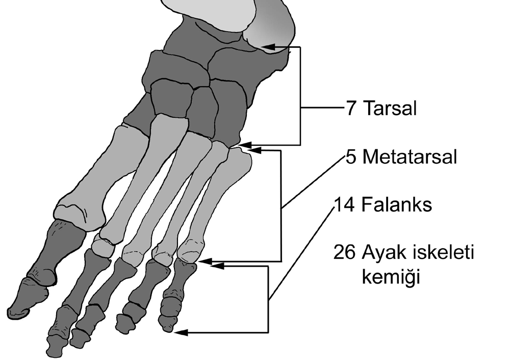Ayak kemikleri; tarsus (ayak bileği kemikleri), metatarsus (ayak tarak kemikleri) ve phalanges (ayak parmağı kemikleri) olarak üçe ayrılır. Ayak bileği, 7 ayak bileği kemiğinden oluşur.