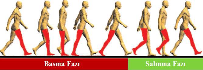 2. YÜRÜME Ġnsanın normal yürüme hareketi, ağırlık merkezinin öne doğru hareket etmesini sağlayan ekstremitelerde ve gövdede meydana gelen bir dizi ritmik ve değiģken hareketlerin tümüdür.