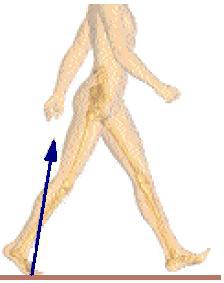 Bu dönemde gövde ağırlığı ekstremite üzerinden kalkar. Amaç, bacağı salınıma hazırlamaktır. Ayak yeri terk etmeden önce yer tepkimesi kuvveti vektörü dizin arkasına geçer.