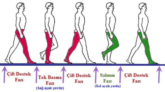 eklemleri üzerinden öne doğru aktarır. Bu esnada havadaki bacak ilerler ve yere basmaya hazırlanır. ġekil 2.9 Çift Destek Fazı 2.