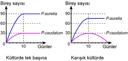 zorlamaktadır. 21. Paramecium (terliksi hayvan) türlerinden olan P. aurelia ve P. caudatum türlerinin tek başına ve karışık kültürlerindeki birey sayıları aşağıdaki grafiklerde gösterilmiştir.