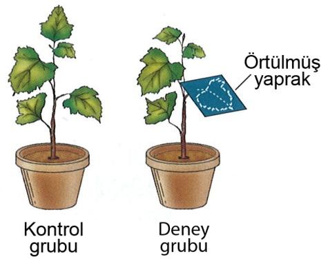 13. Aşağıda kontrol ve deney grubu olarak gösterilen iki bitki uzun gün koşullarında yetiştirilmiştir.