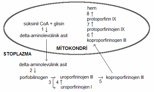 δ-aminolevulinik ASİT Diğer adı ve kısaltmalar: Delta aminolevulinik asit, δ-ala, DALA, ALA.