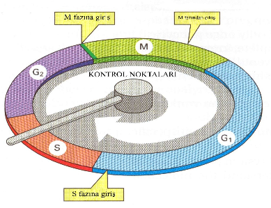 ŞEKĐL 5: Hücre siklusunun kontrol noktaları HÜCRE DÖ GÜSÜ DE ETĐM SĐSTEMĐ DE SĐKLĐ /SĐKLĐ BAĞIMLI KĐ AZLARI ROLÜ Hücre döngüsü kontrol noktalarındaki düzenlemeye ek olarak, hücre döngüsünün