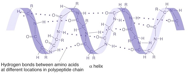 α-sarmal yapıda hidrojen bağları Ana zincirin NH ve CO grupları arasındaki hidrojen bağı proteini kararlı (dayanıklı) hale getirir.