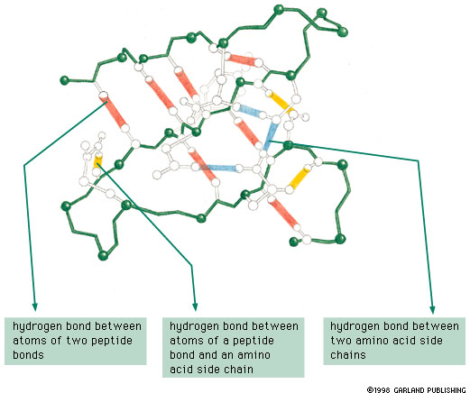 H-bağları şu gruplar arasında oluşur: 1) peptid bağına katılan atomlar