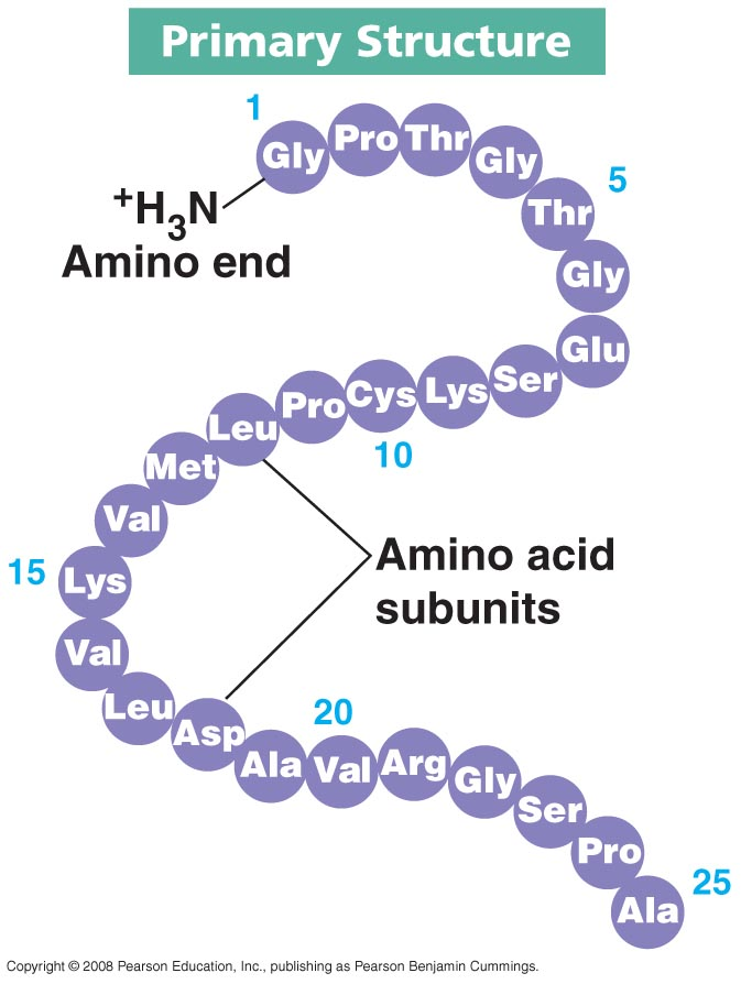 Primer yapı Bir proteinin amino