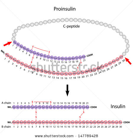 Insülin pankreasın adacık hücrelerinden tek zincirli prokürsör olarak üretilir (proinsülin).