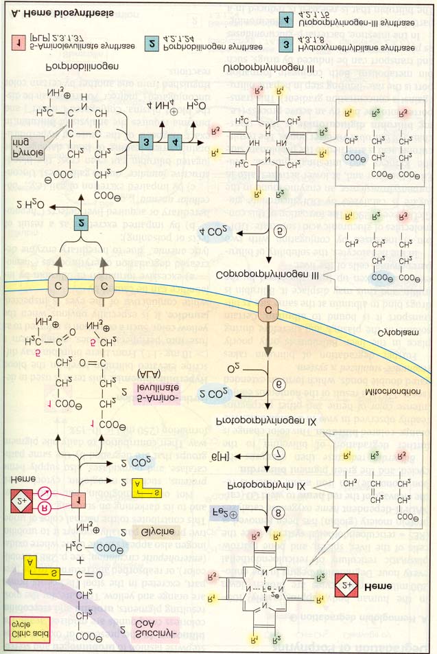 Porfirin biyosentezi için ilk reaksiyon, mitokondride glisin ile süksinil-koa nın, α-amino-βketoadipat üzerinden δ-aminolevülinat (ALA) oluşturmak üzere reaksiyonlaşmasıdır.