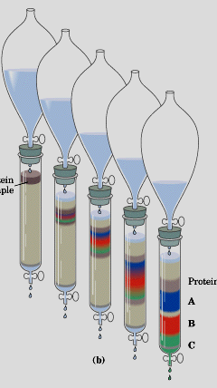 kromatografisi:biyomoleküllerin saflaştırılmasında sıklıkla kullanılır Kolon, biyomolekülleri seçici adsorblayan bir maddeyle (katı