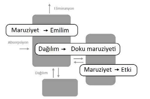 The absorption and disposition of a foreign compound (from Principles of Toxicology, 2nd ed.