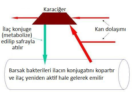 İlaç oral yoldan alındığında aşağıdaki etkenler ilacın emilimini değiştirebilir: 1 Presistemik eliminasyon: Karaciğerden ilk geçişte ilacın yıkıma uğraması (Bu tip ilaçlarda, parenteral dozdan çok