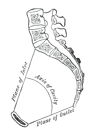 Kemik pelvis boşluğunun öne ve aşağıya bakan açıklığıdır. Eşkenar dörtgen şeklindedir (7).